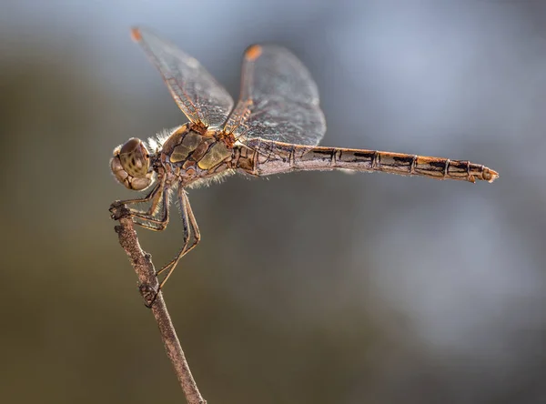 Dragonfly uppflugen på en kvist — Stockfoto