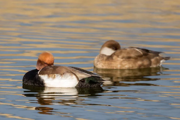 Patos en la laguna — Fotografia de Stock