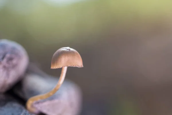 Mycena seynesii キノコ — ストック写真