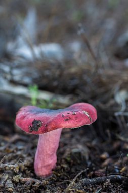 Russula kırmızı mantar 