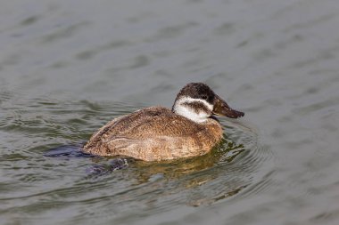 AK başlı ördek erkek