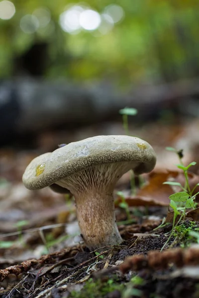 Seta del bosque — Fotografia de Stock