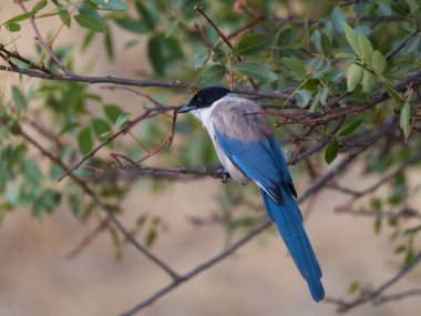 Cyanopica cyanus kendi doğal ortamında