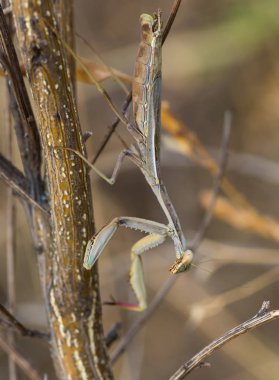 Doğal ortamlarında fotoğraflandı Peygamber devesi.