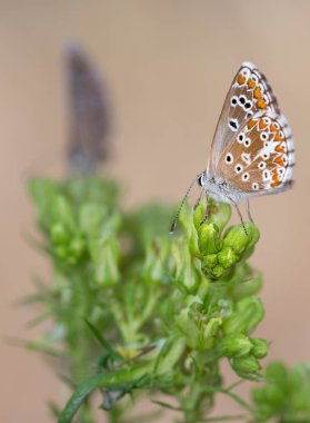 Odak dışı iki kelebek.