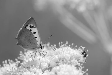 beyaz çiçek kelebek.