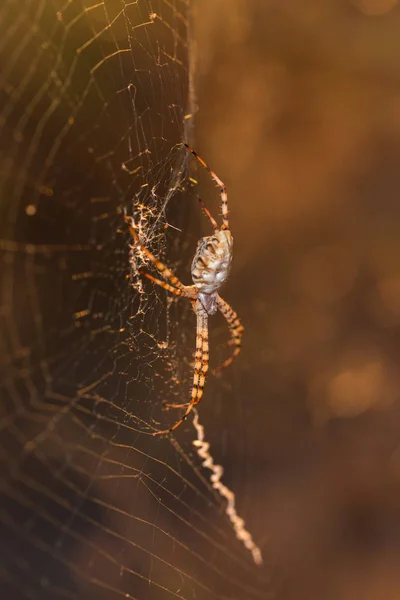 Aranha em sua teia — Fotografia de Stock