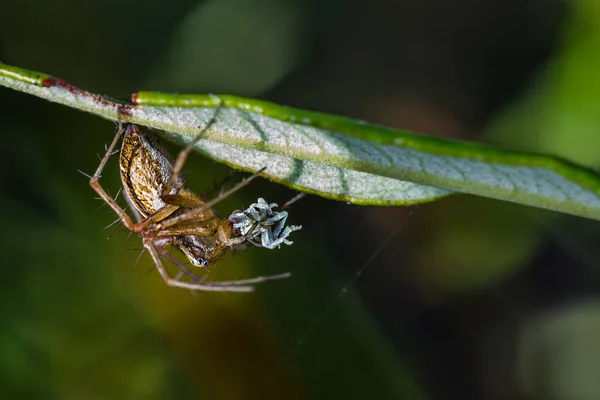 Hoppande Spindel Jakt Naturliga — Stockfoto