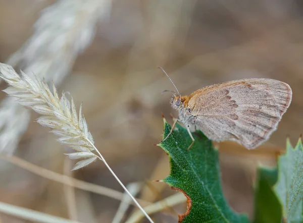 Motyl Liściu — Zdjęcie stockowe