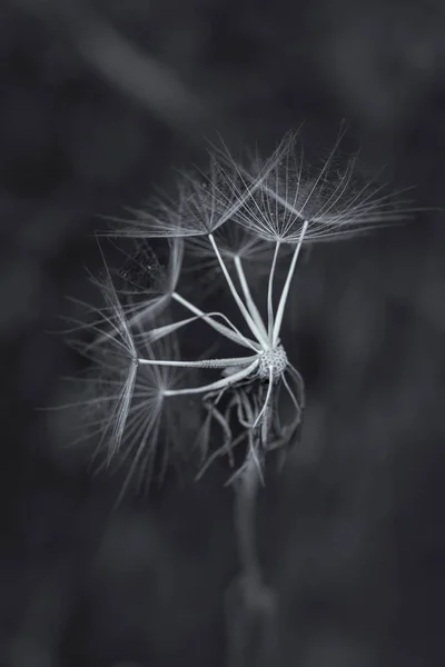 Abstract Dry Plant Photographed Natural Environment Composition — Stock Photo, Image