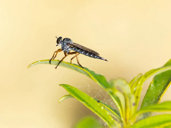 多愁善感在自然环境中拍摄的苍蝇种类 — 图库照片