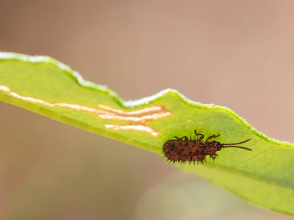 Hispa Atra Linnaeus Seu Ambiente Natural — Fotografia de Stock