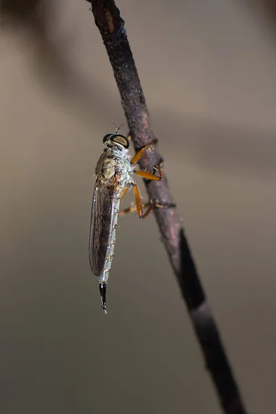 Diptérico Espécies Voadoras Fotografadas Seu Ambiente Natural — Fotografia de Stock