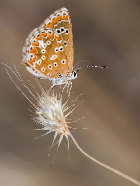 Polyommatus Icarus Schmetterling Seiner Natürlichen Umgebung Fotografiert — Stockfoto