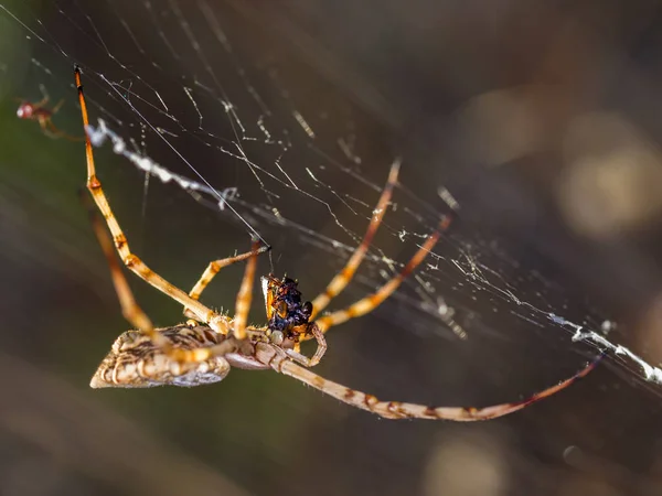 Aranha Comendo Inseto Seu Ambiente Natural — Fotografia de Stock