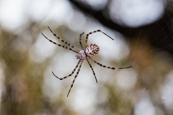 Spindel i sitt nät — Stockfoto