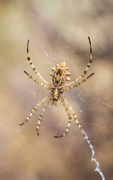 Aranha em sua teia — Fotografia de Stock