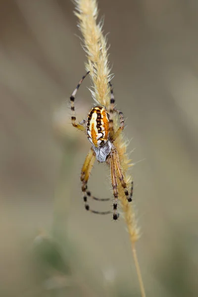 Spider Photographed Natural Environment — Stock Photo, Image