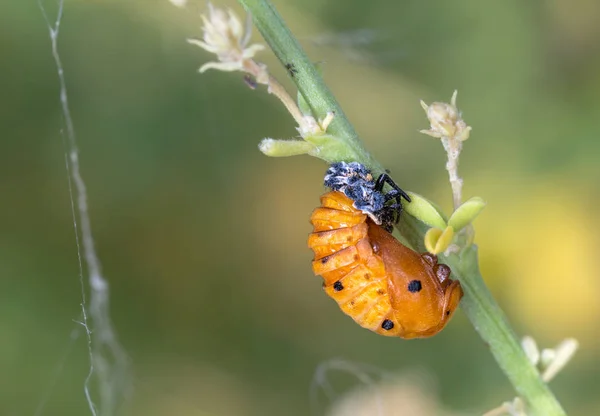 Nyckelpiga Pupa Harmonia Axyridis Coccinella Septempunctata — Stockfoto