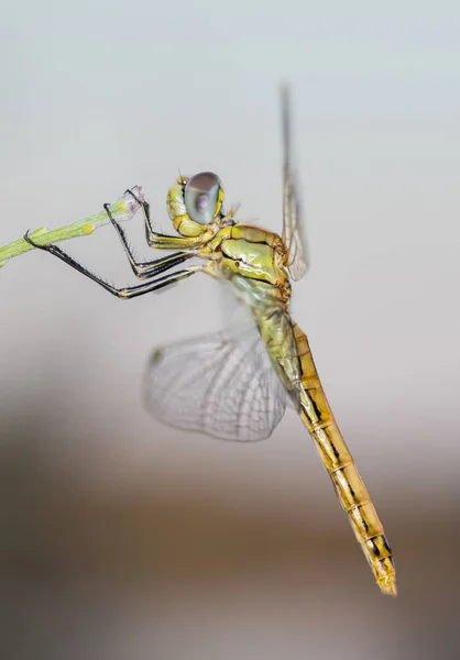 Dragonfly Photographed Natural Environment — Stock Photo, Image