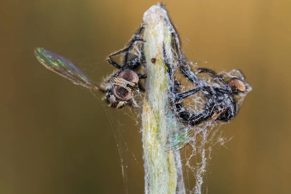 昆虫の蜘蛛の巣の中に閉じ込め — ストック写真