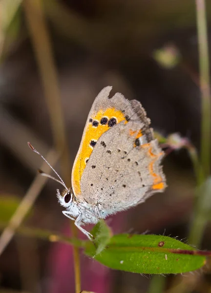 Gefotografeerd in hun natuurlijke omgeving — Stockfoto