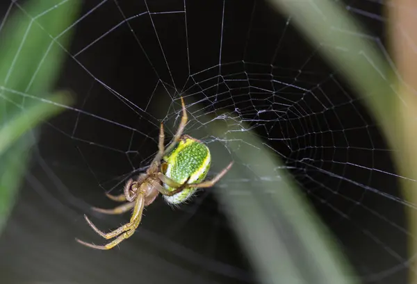 Spinnen in het web — Stockfoto