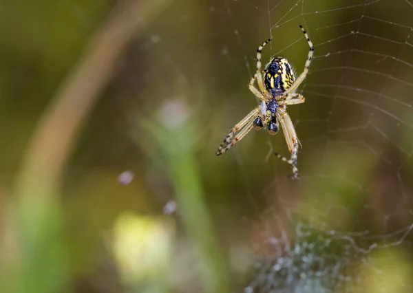 Spinnen in het web — Stockfoto