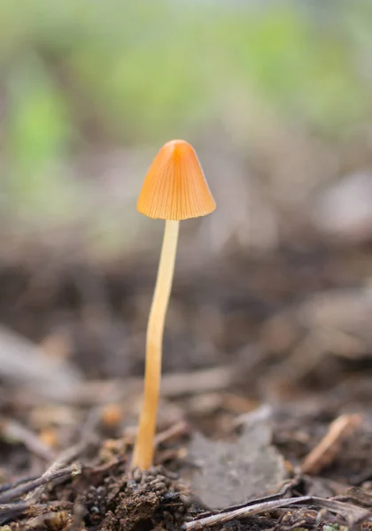 Cogumelo fotografado na floresta — Fotografia de Stock