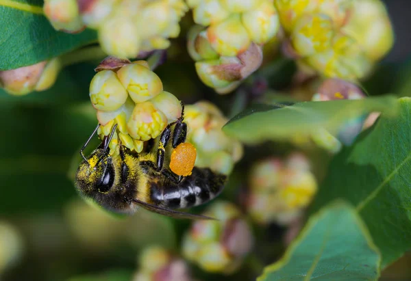 Biene Saugt Nektar Aus Einer Blume — Stockfoto