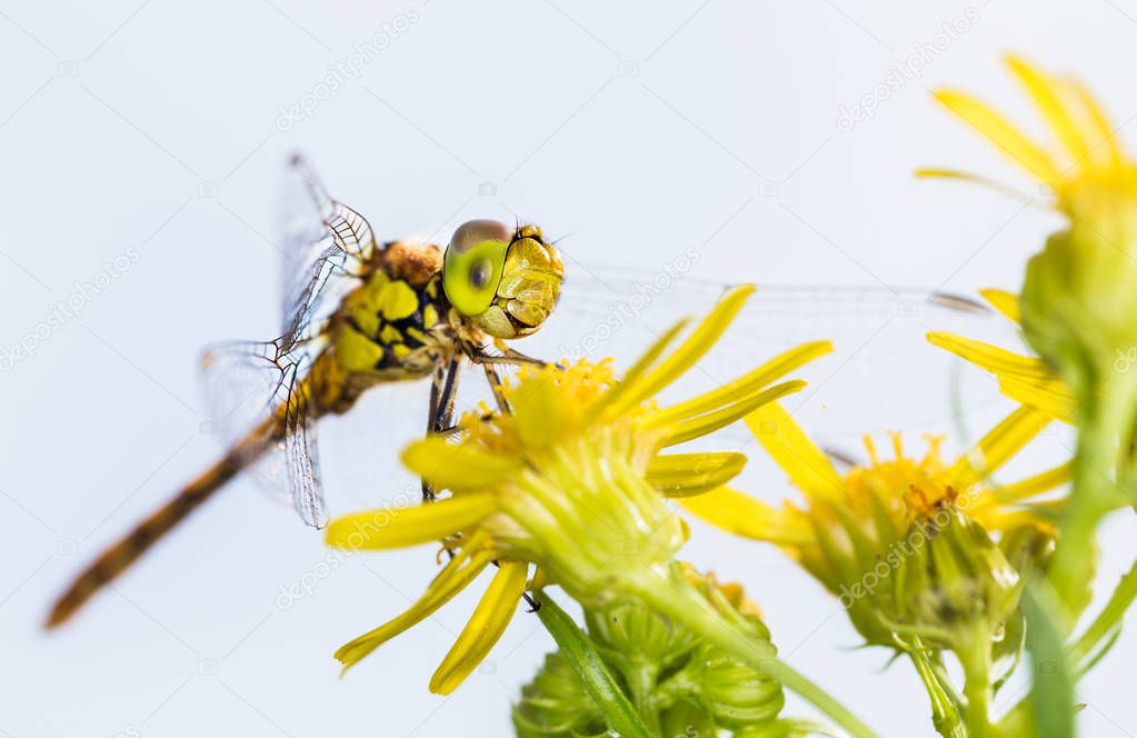 Yellow dragonfly photographed in their natural environment