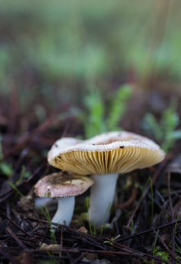 Ormanda küçük mantarlar