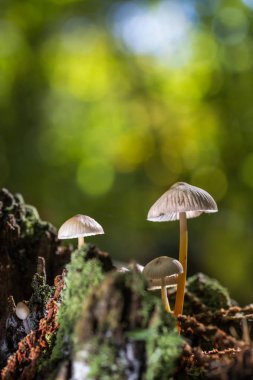 Mycena sp mantar