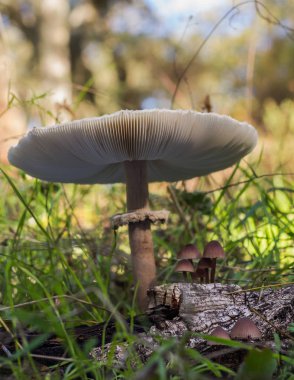 Macrolepiota procera. Yenilebilir mükemmel, çok popüler bir mantar olma.