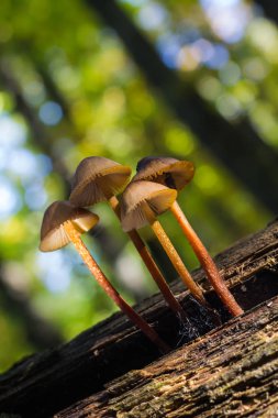 Mycena sp mantar