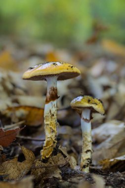 Kestane ormanındaki mantarlar