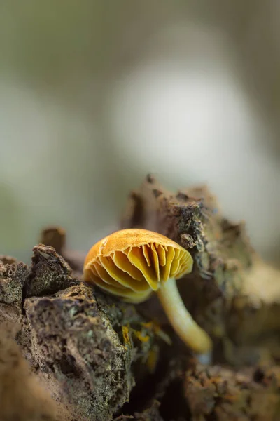 Seta en madera — Stockfoto