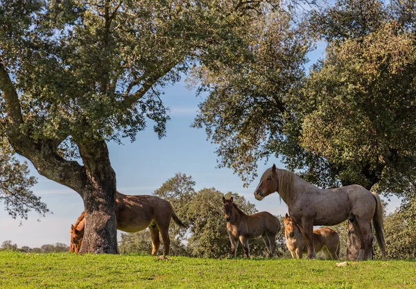 Caballos en la dehesa — 스톡 사진