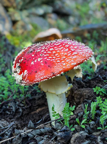 Amanita muscaria grzyb — Zdjęcie stockowe