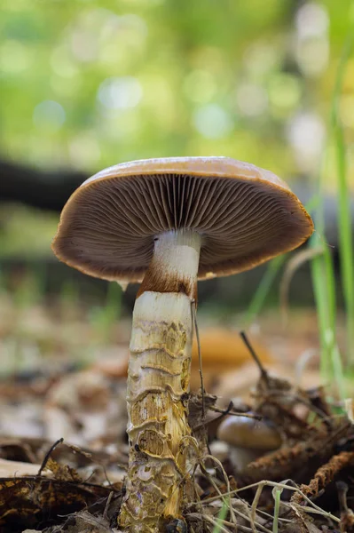 Cogumelo em uma floresta de castanha — Fotografia de Stock