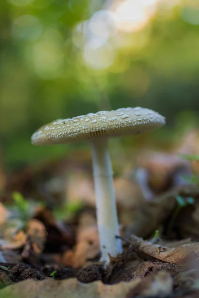 Amanita Pantherina Hongo — Foto de Stock