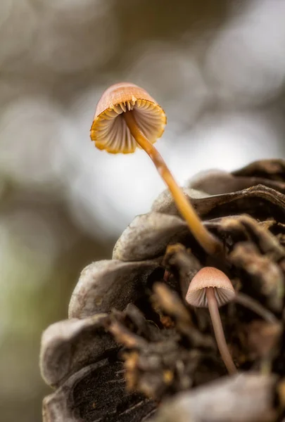 Mycena seynesii på kotte — Stockfoto