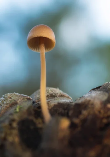 Mycena em cone de pinho — Fotografia de Stock