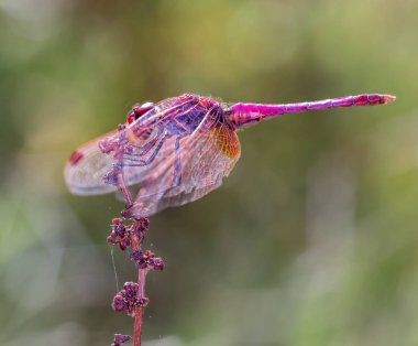 Libelula roja en una planta