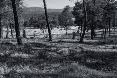 Claro en un bosque de pinos