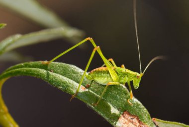 küçük yeşil çekirge