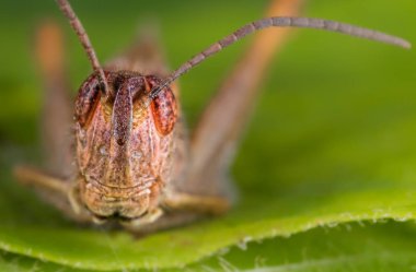 Çekirge önden görünümü