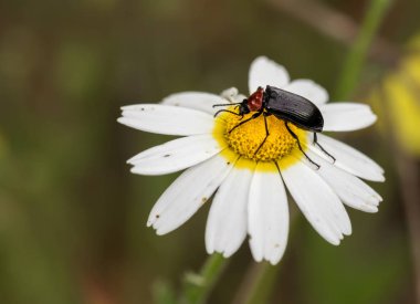 Lema melanopa. Mısır gevreği yaprak böceği.