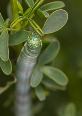 Doğal ortamında tırtıl.