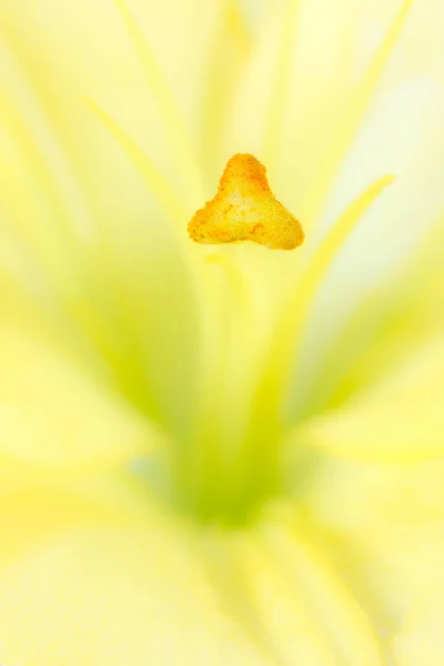Stigma van een gele bloem — Stockfoto